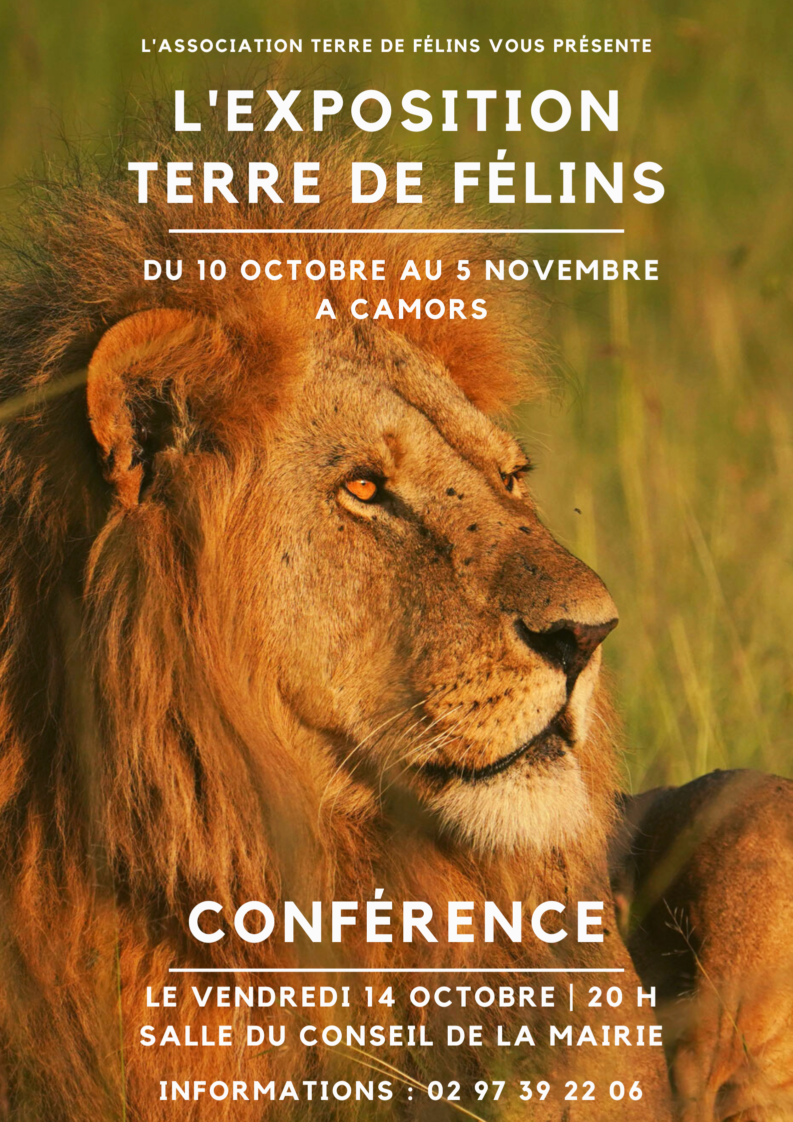 Affiche Terre de Félins - Camors.png