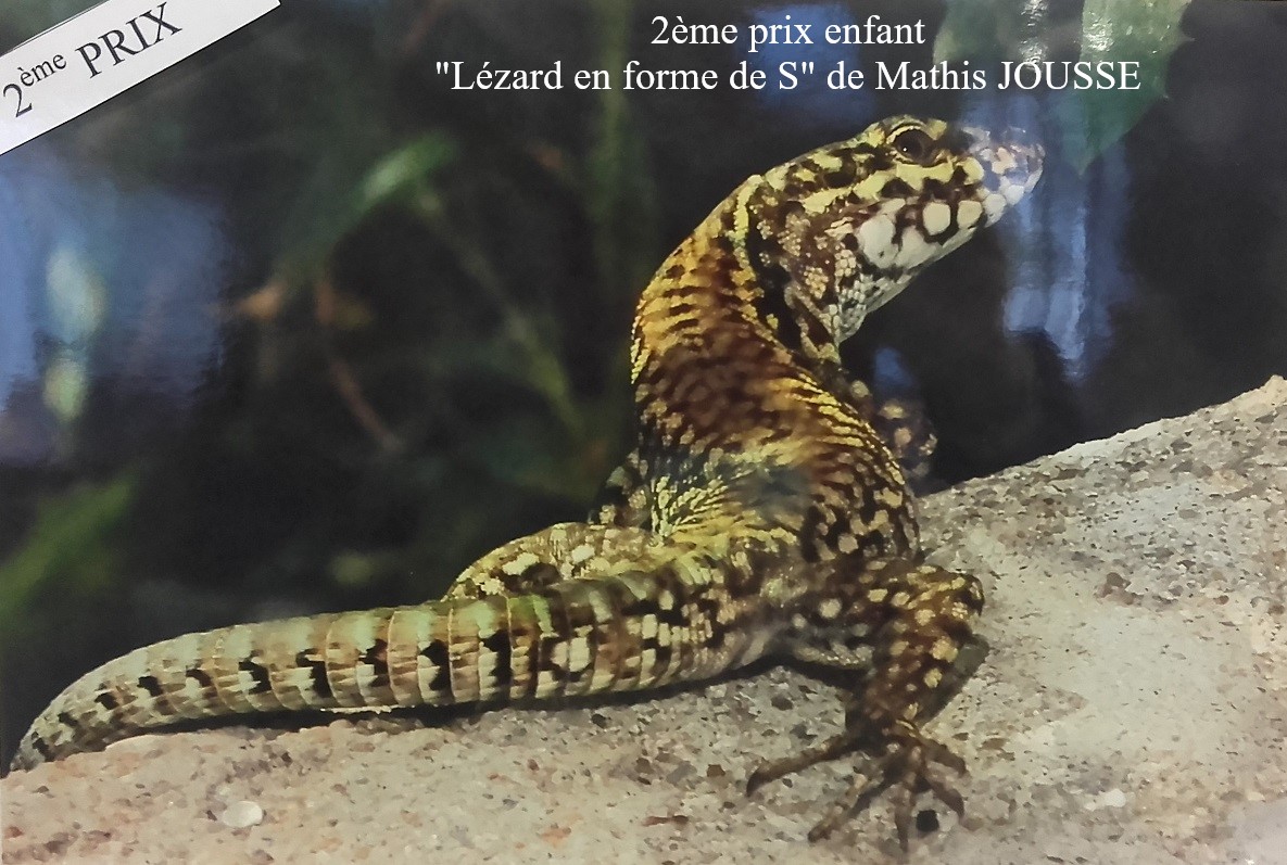 Lézard en forme de S.jpg