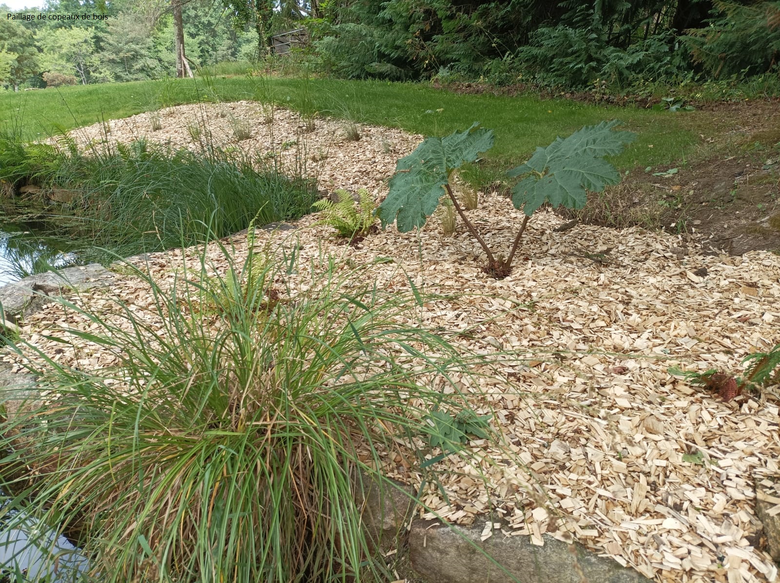 Paillage de copeaux de bois.jpeg