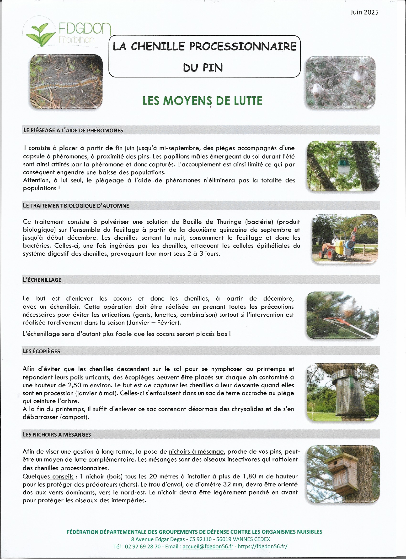 Chenille processionnaire.jpg