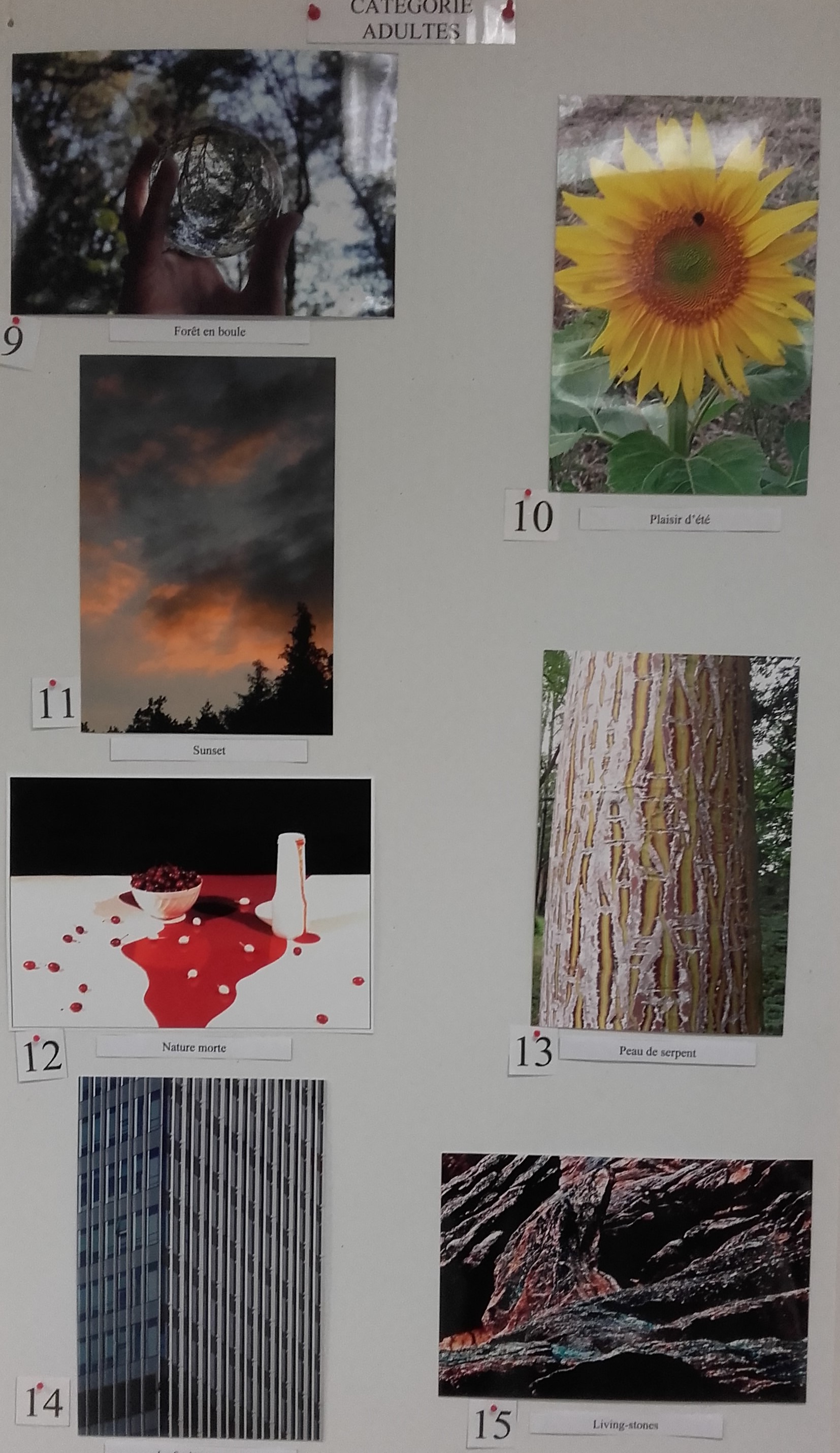 Concours photos adultes 2.jpg