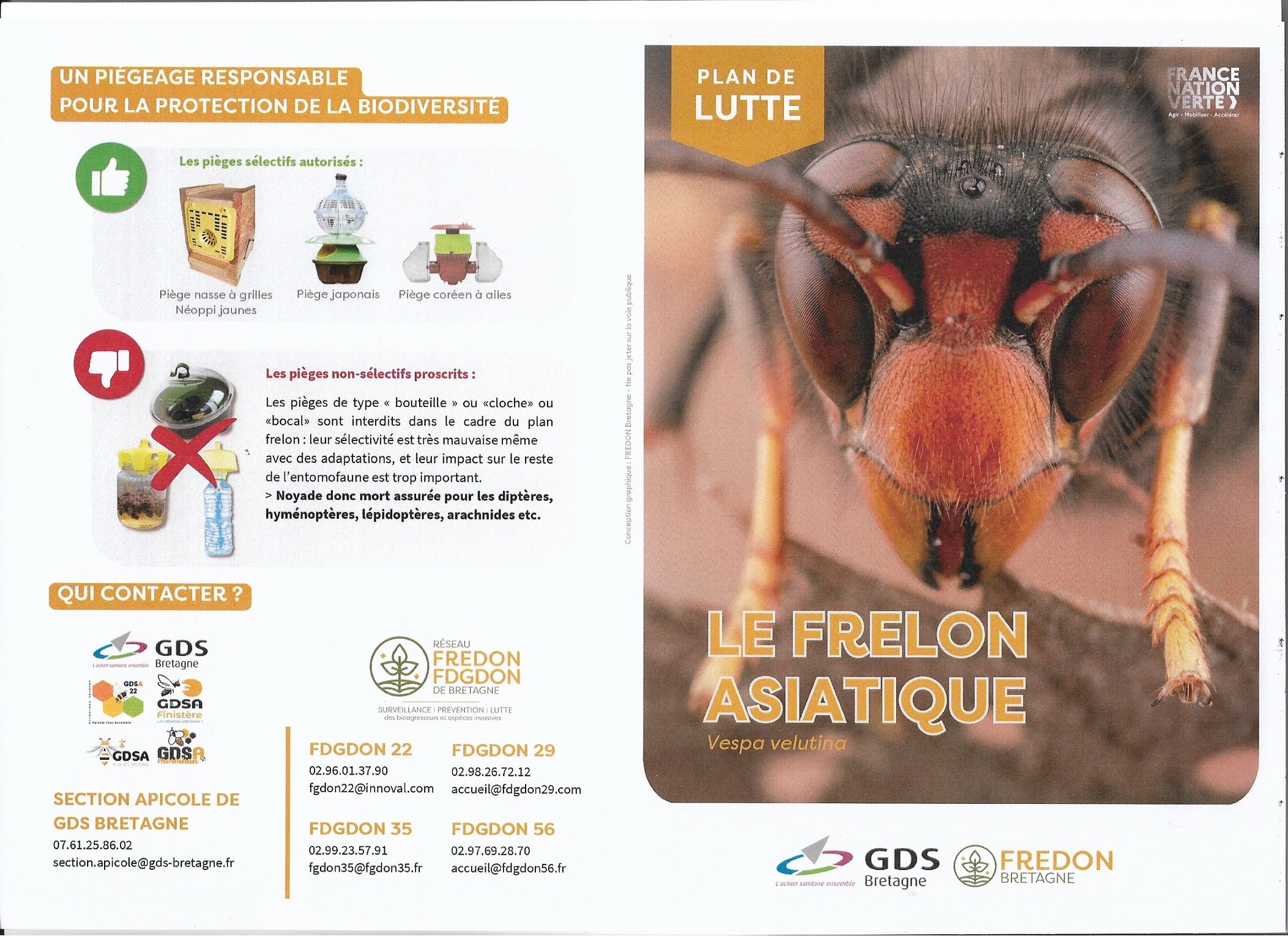 Frelon asiatique 1.jpg