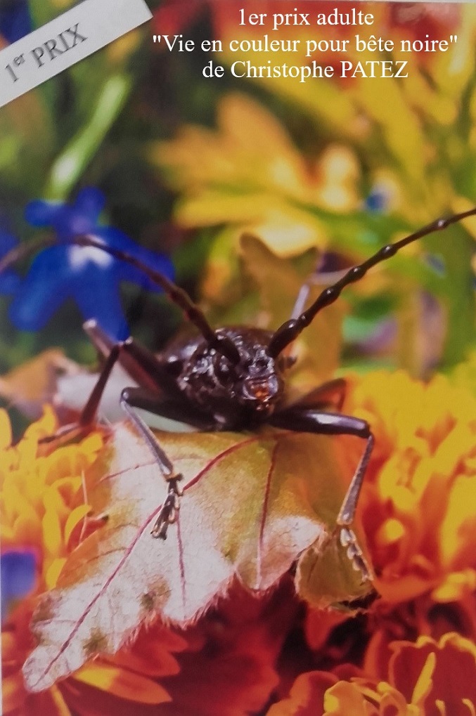 Vie en couleur pour bête noire.jpg