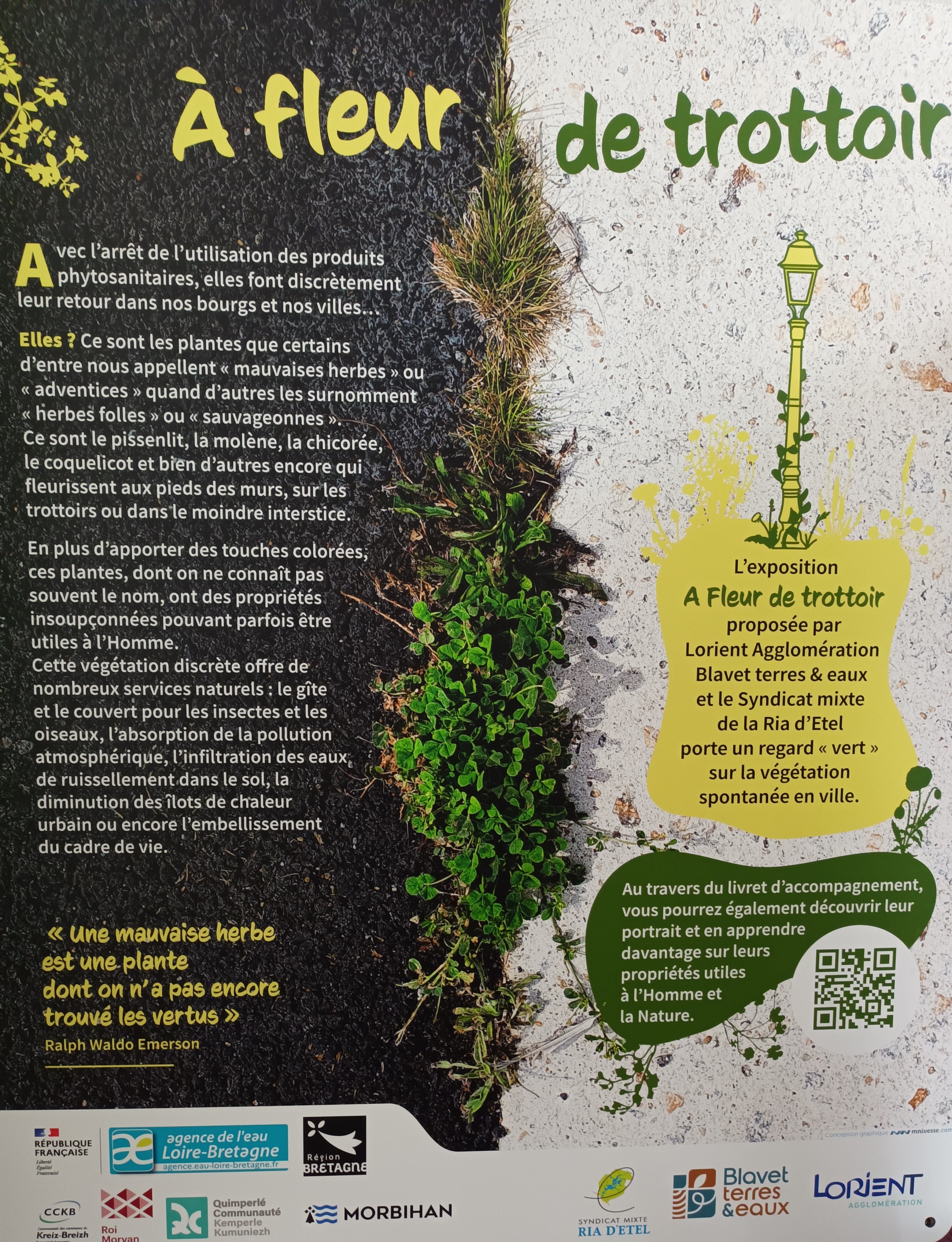 A fleur de trottoir.jpg