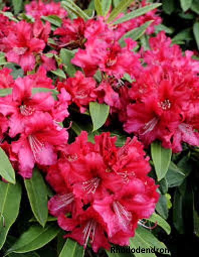 Rhododendron.jpg