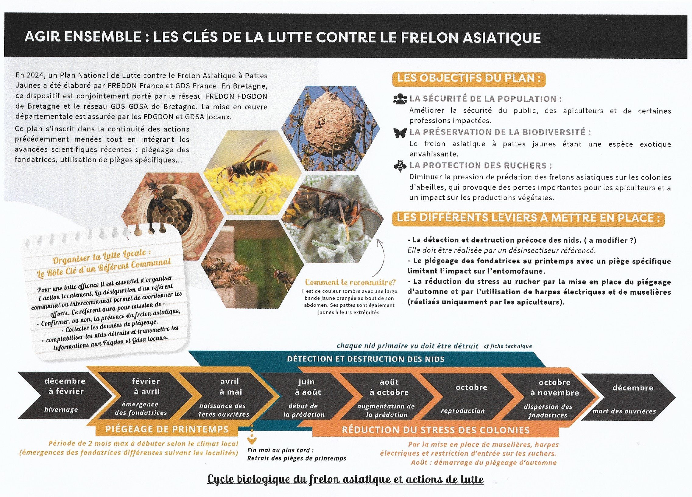Frelon asiatique 2.jpg