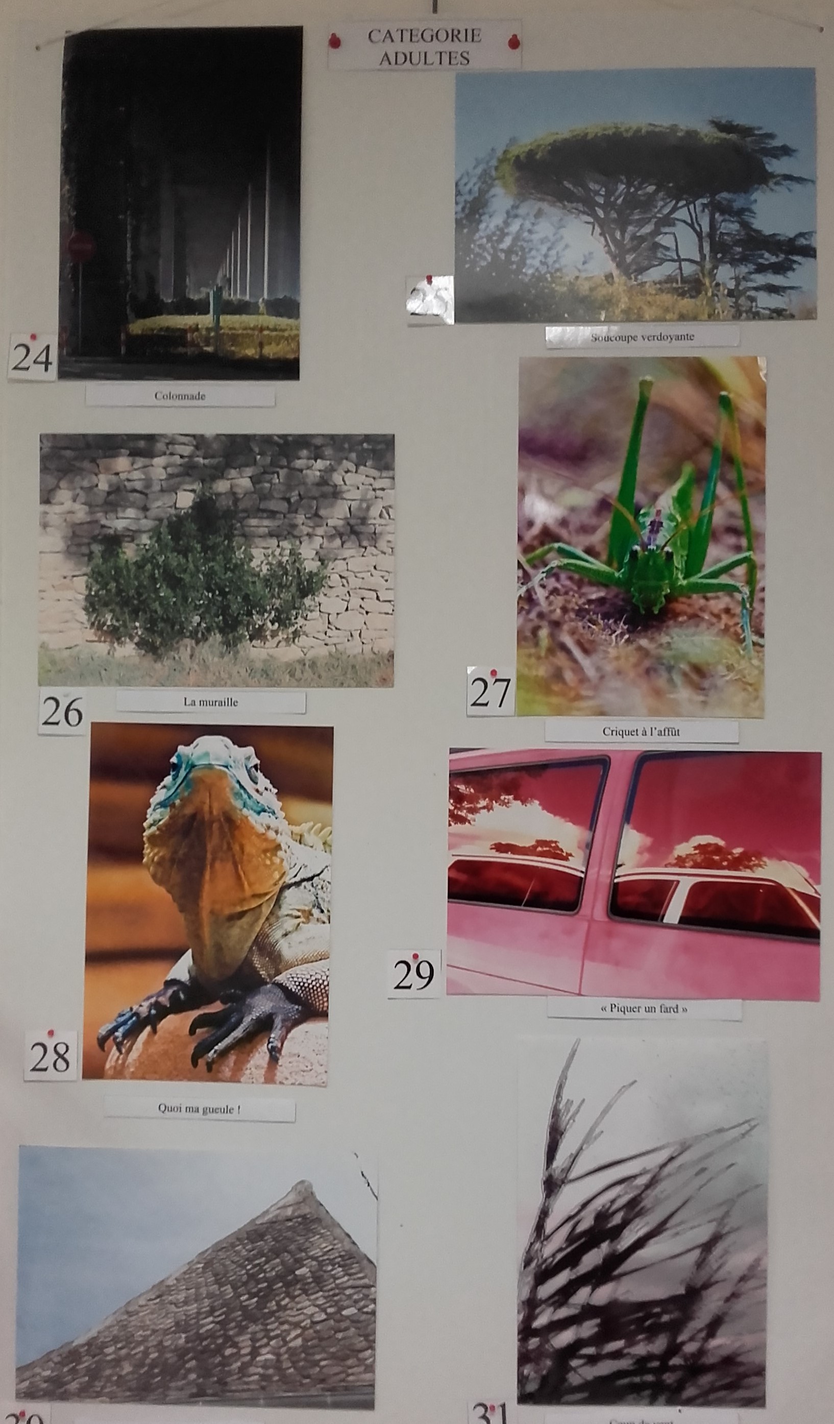 Concours photos adultes 4.jpg