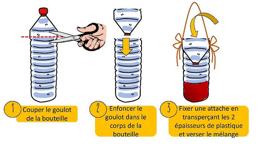 frelon-asiatique.png