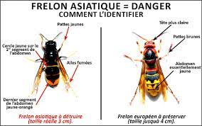 FRELON.jpg