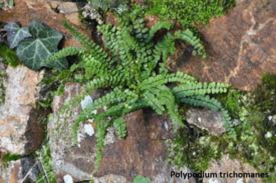 polypodium trichomanes - Copie.jpg