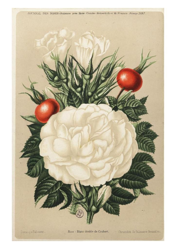 gravure rose-blanc-double-de-coubert.jpg