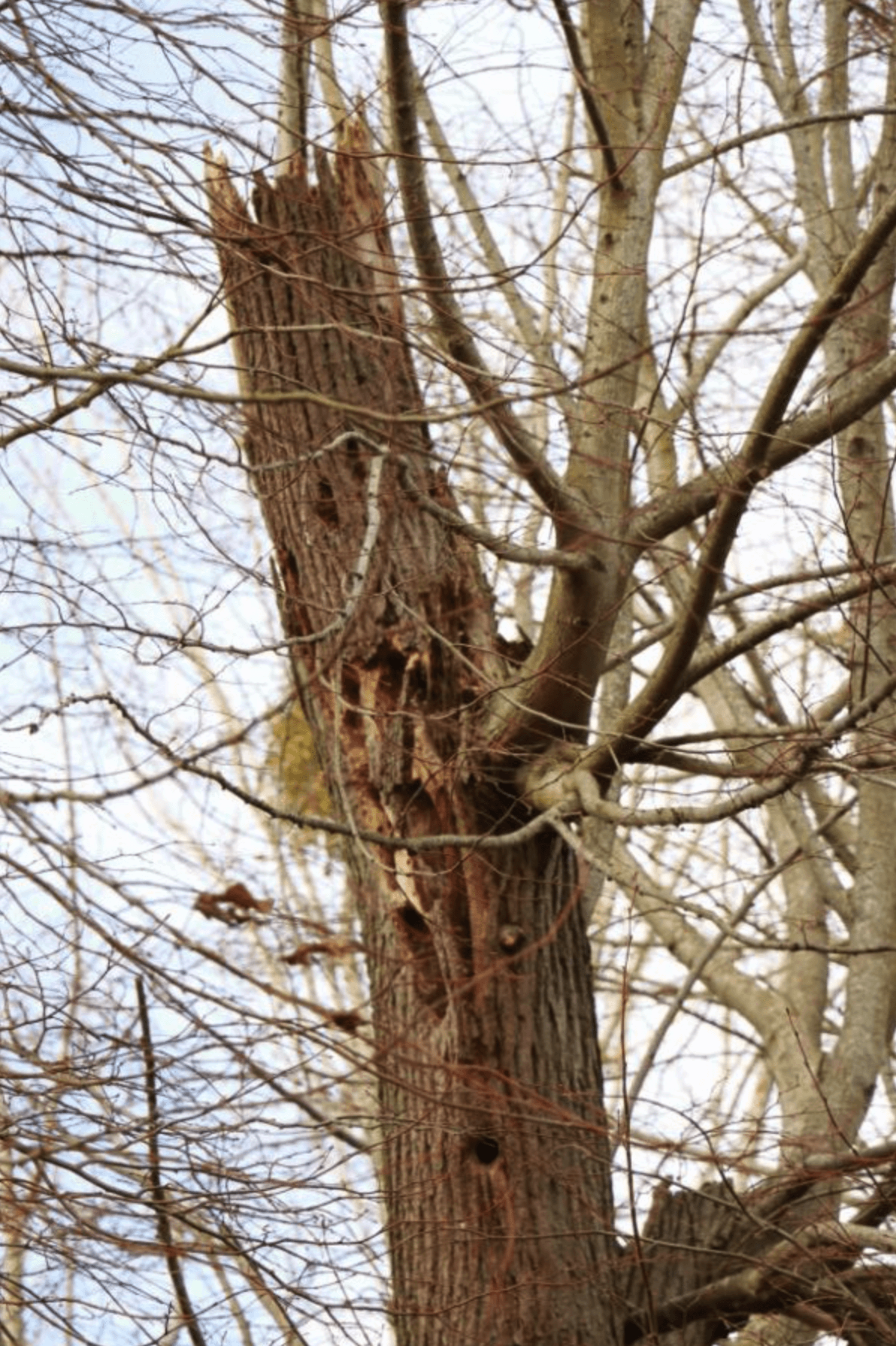 999-20 Arbre 1.png