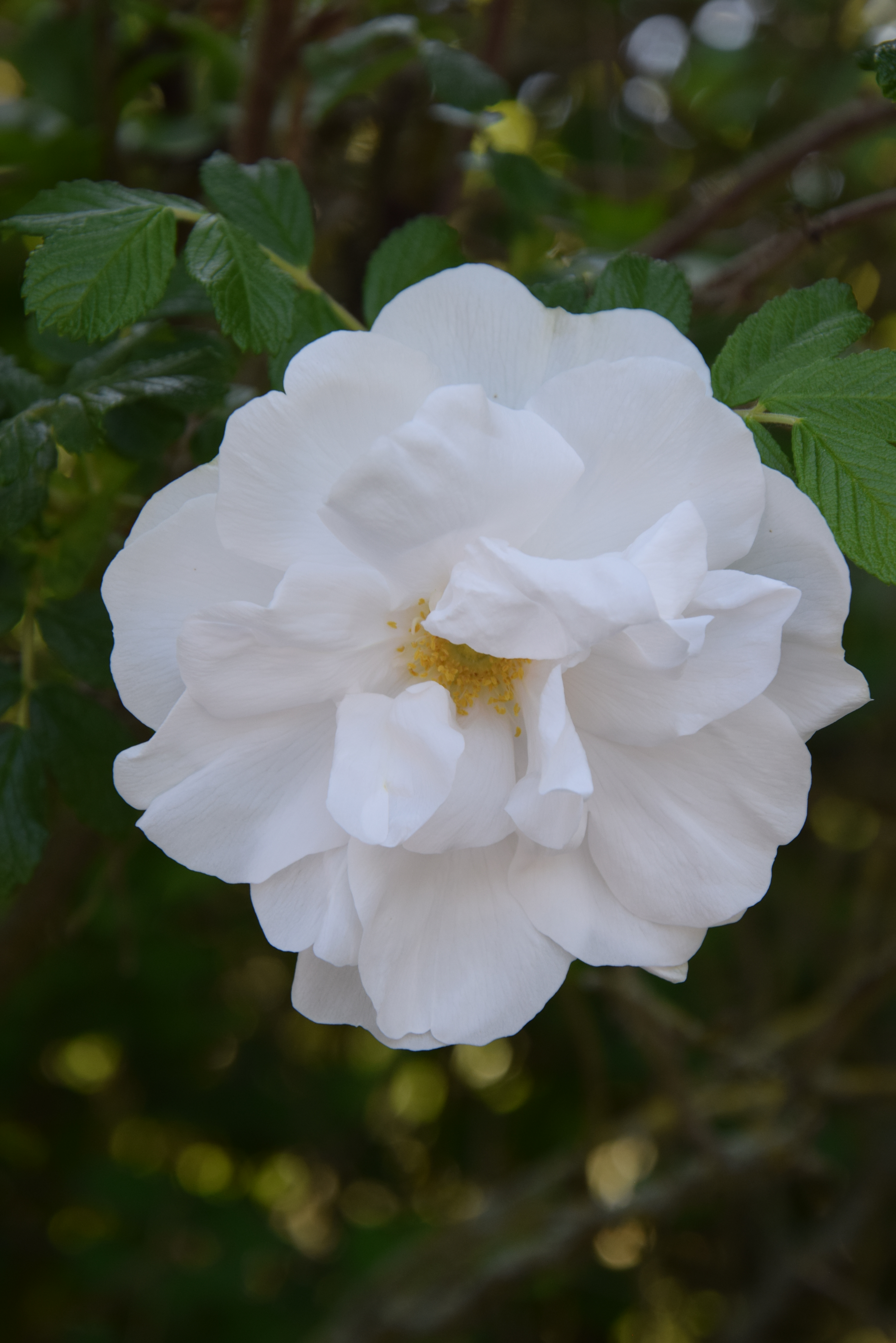 Rose Blanc Double de Coubert 1.JPG