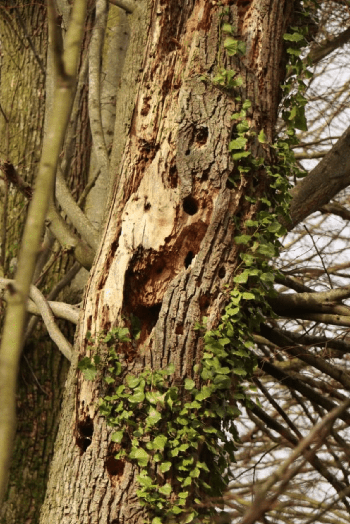 999-20 Arbre 2.png