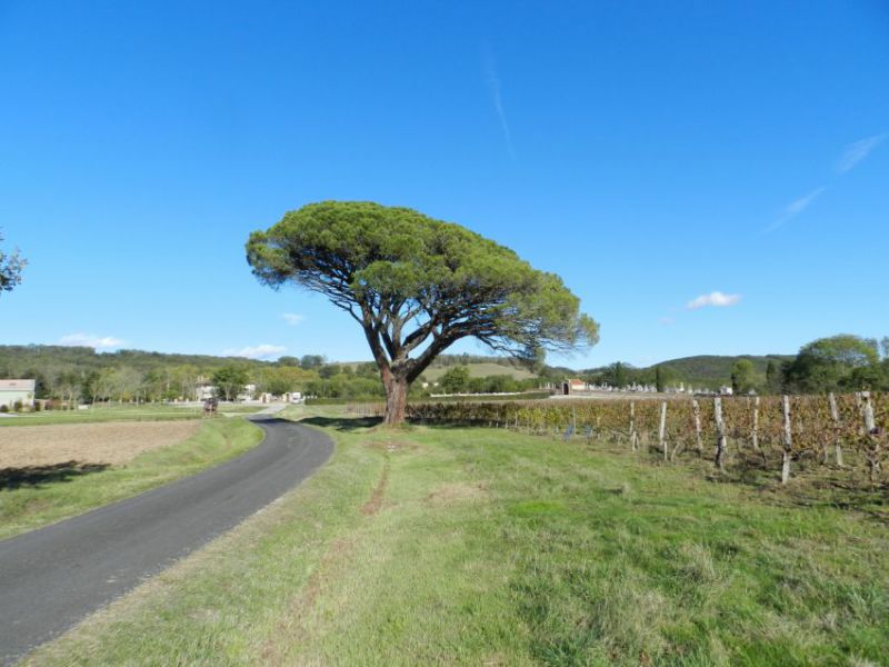 Arbre cimetière