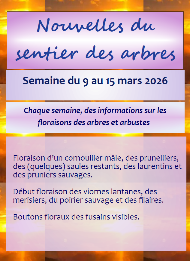 Sentier semaine 11.png