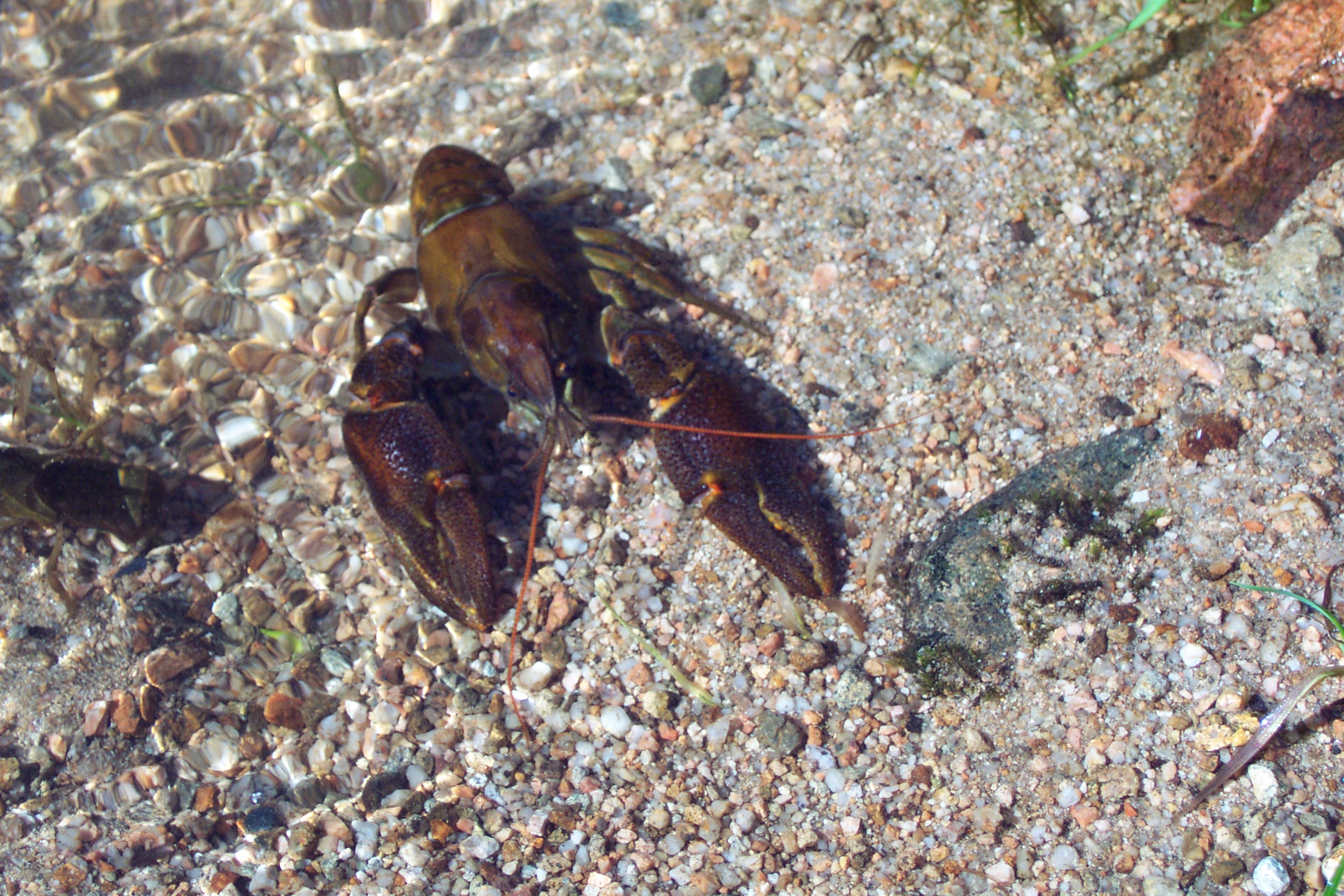 Ecrevisses pieds blancs.jpg