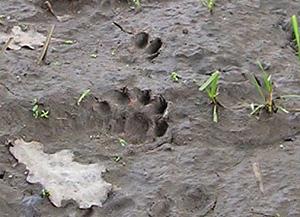 trace-loutre_2.jpg