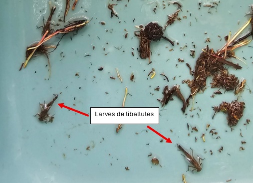 larves libellules.jpg