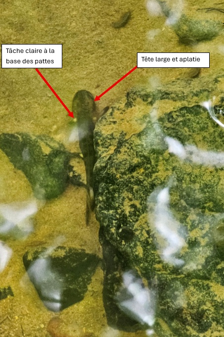 salamandre tachetee.jpg
