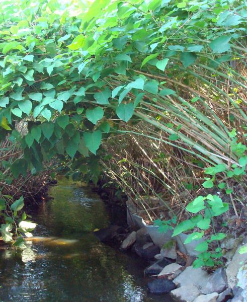 Inventaire renouée 2017.jpg