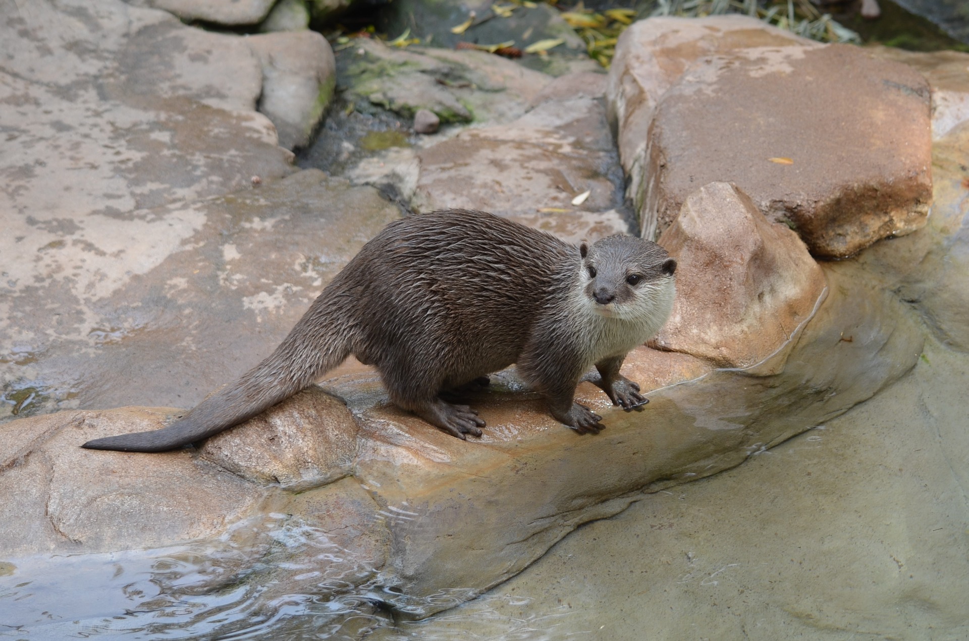 loutre.jpg