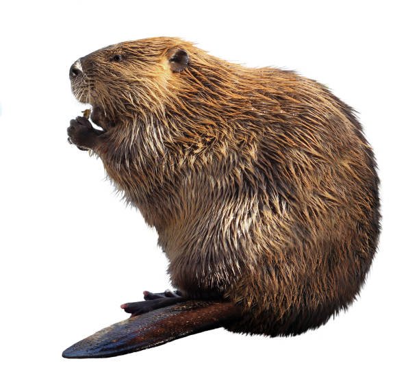 Castor.jpg