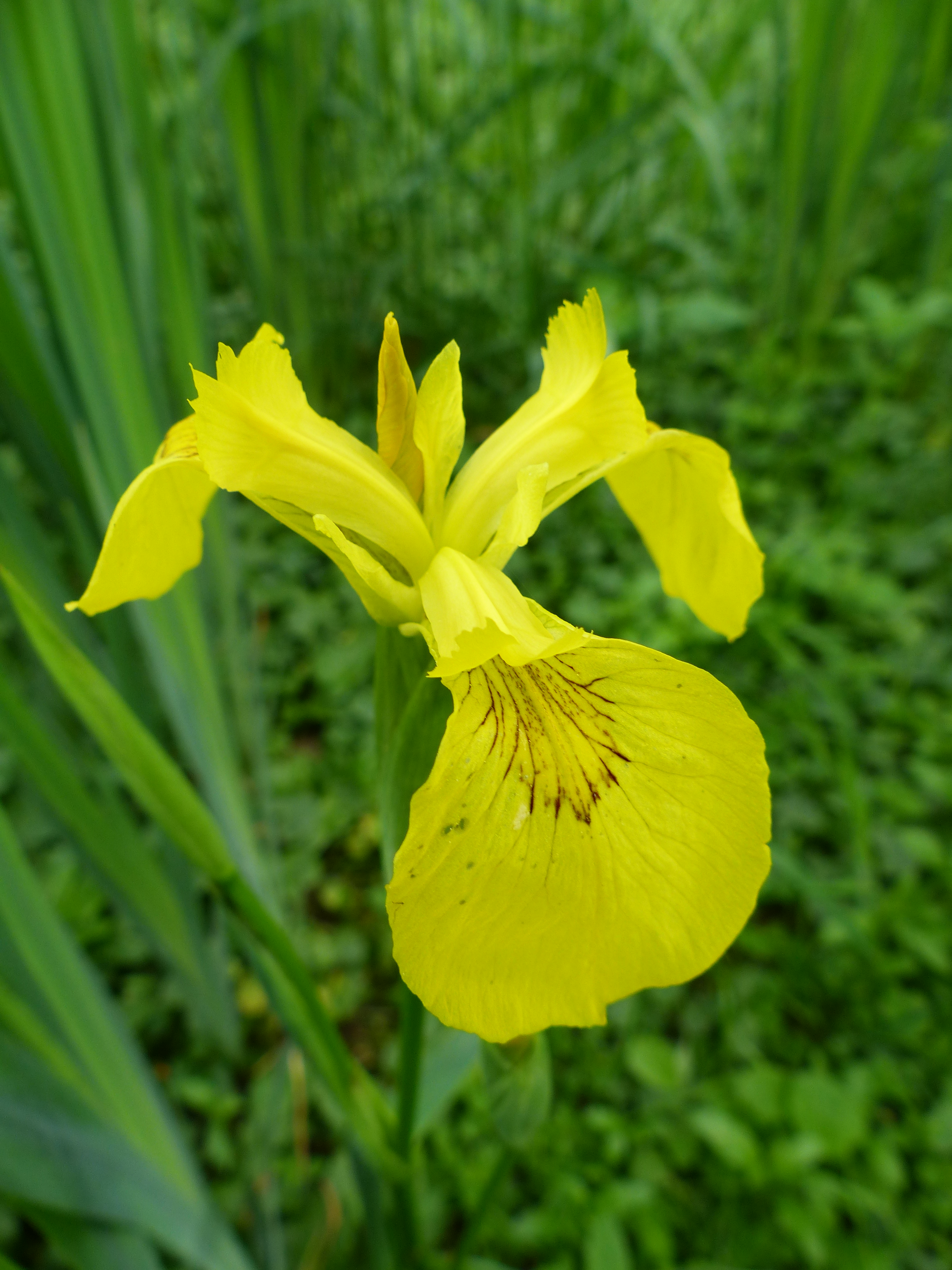 2014-05-06 P1010884 Iris pseudacorus .JPG
