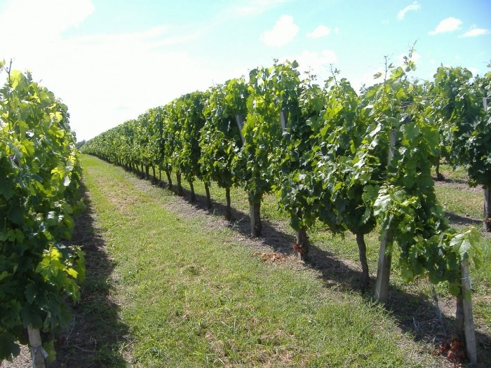 rang de vignes