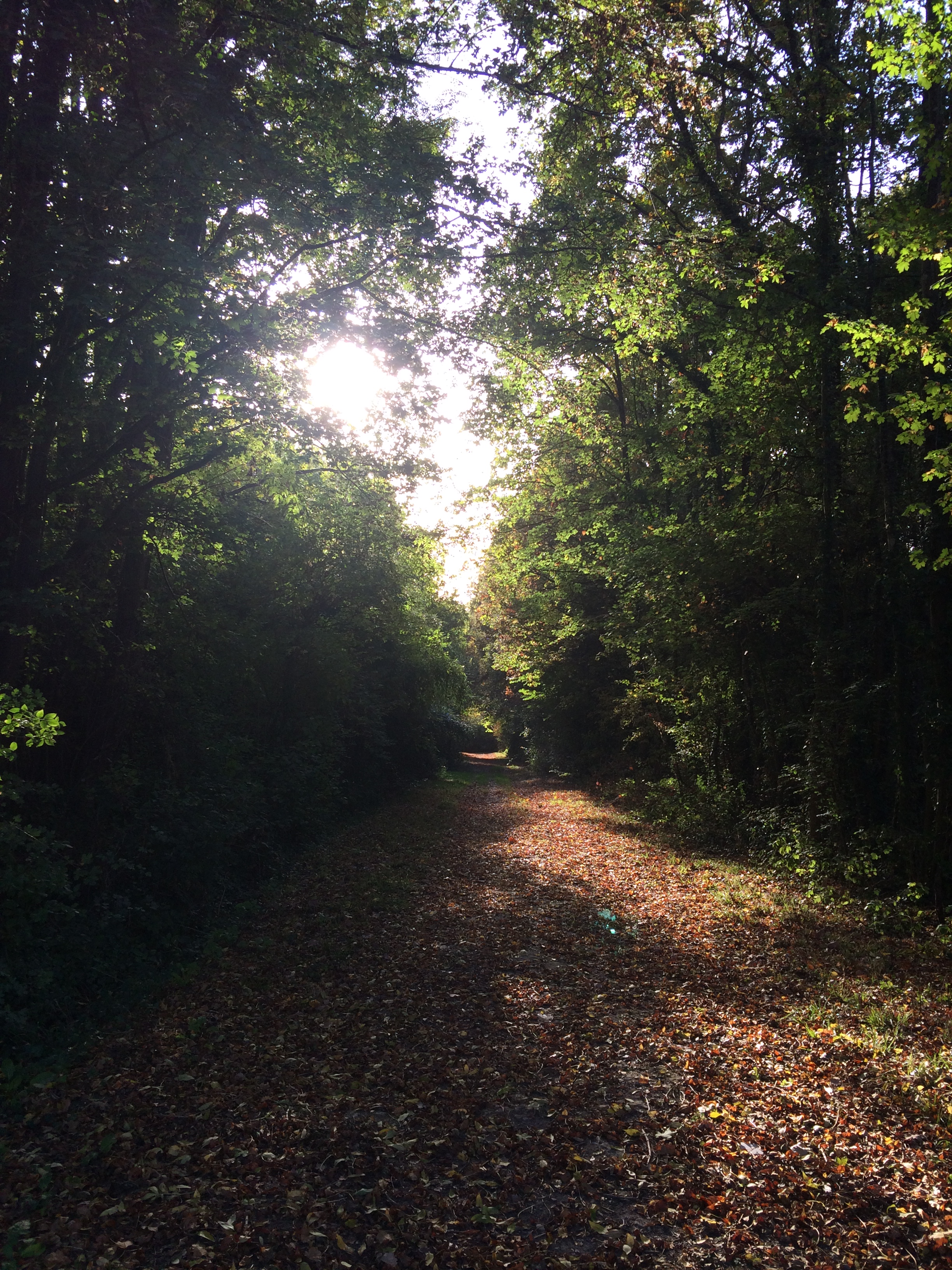 Chemin calme IMG_9058.JPG