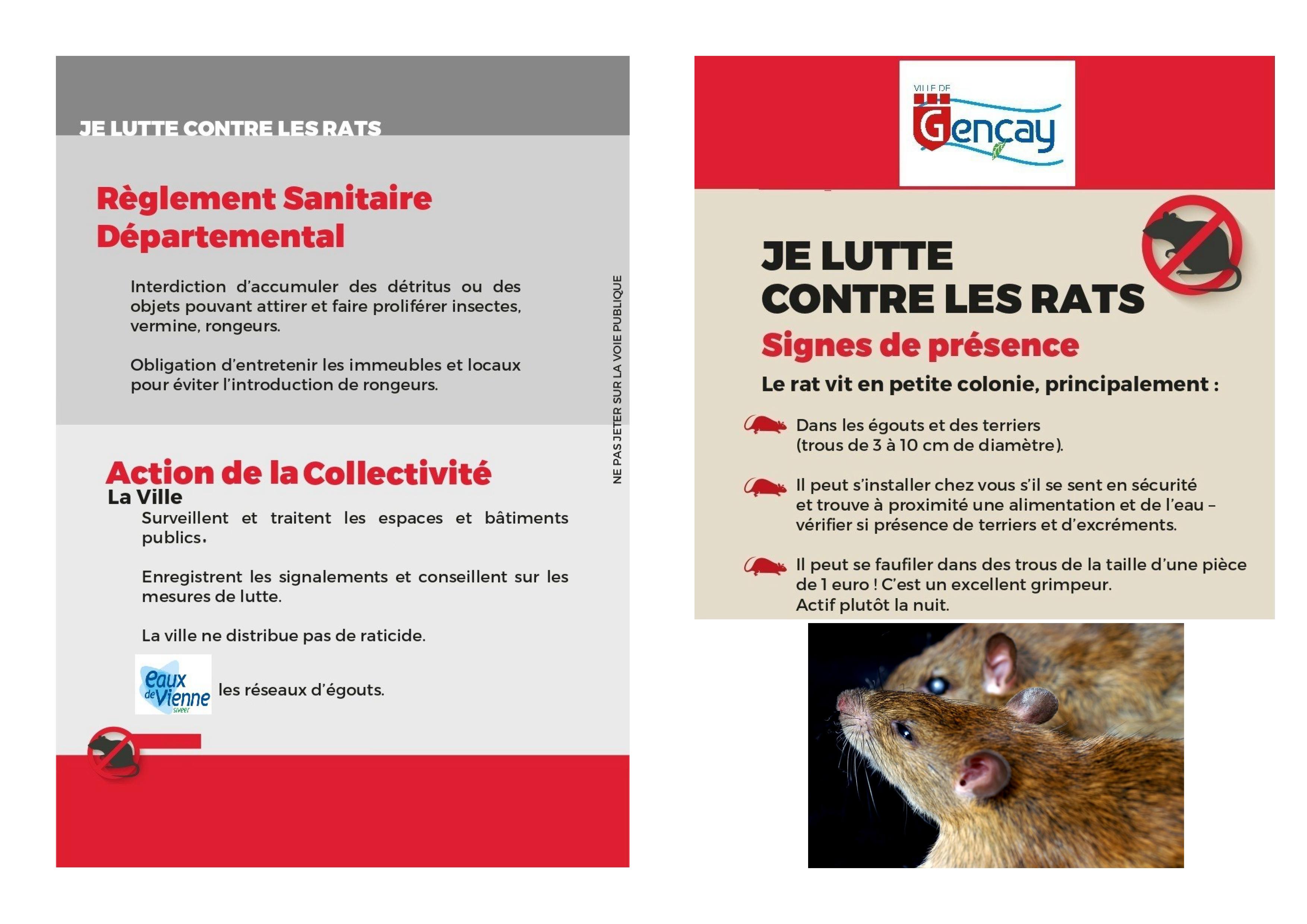 rats1.jpg