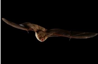 chauve souris.JPG
