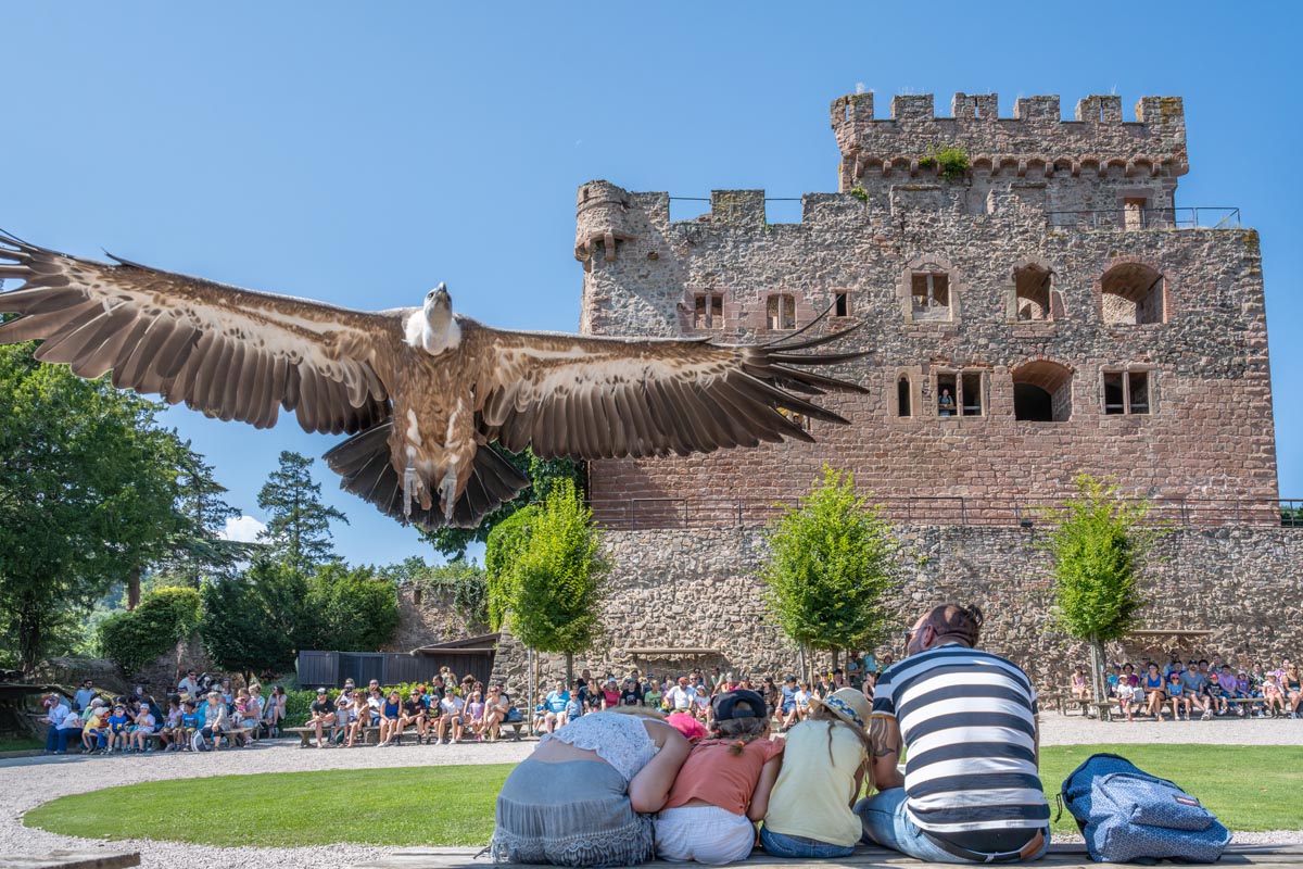 2024-ete-alsace-selestat-hk-tourisme-la-volerie-des-aigles-famille_107.jpg