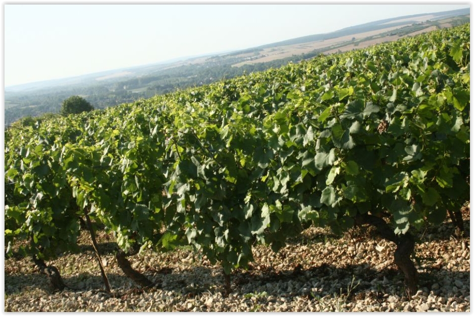coteaux vignes