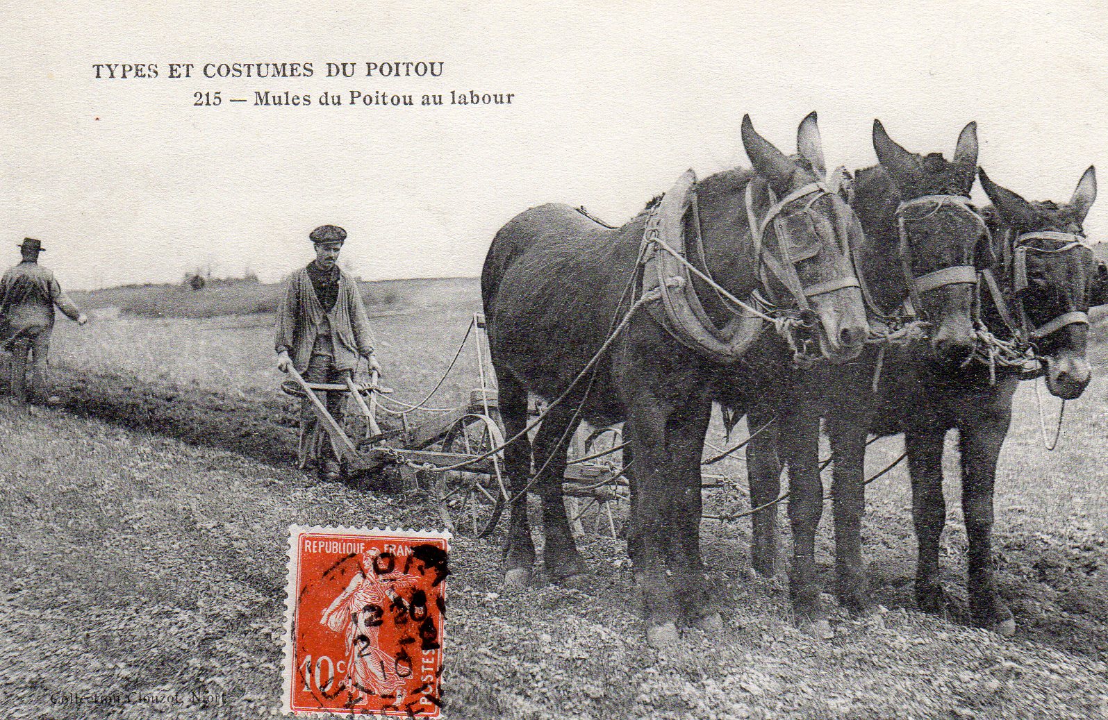 Mules du Poitou au labour.jpg