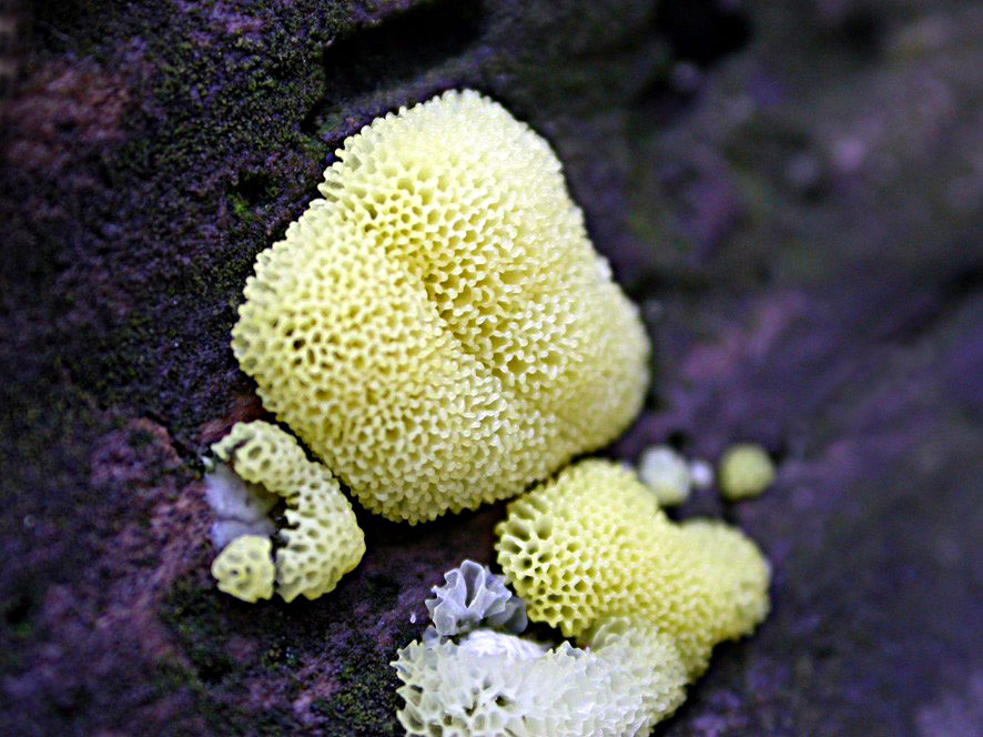 Ceratiomyxa fruticolosa v. porioides photo TF.jpg