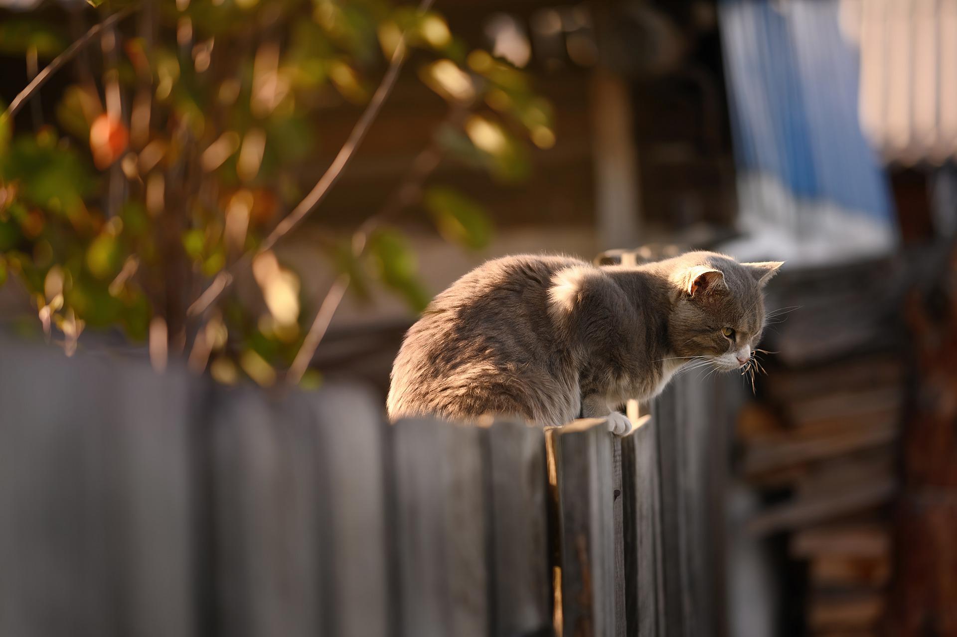 Cat on fence.jpg