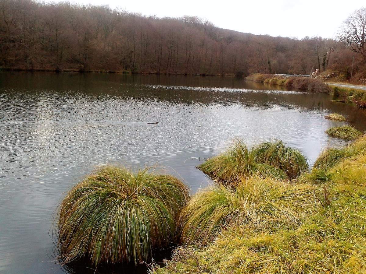 Optevoz Etang de la Tuile 3.jpg