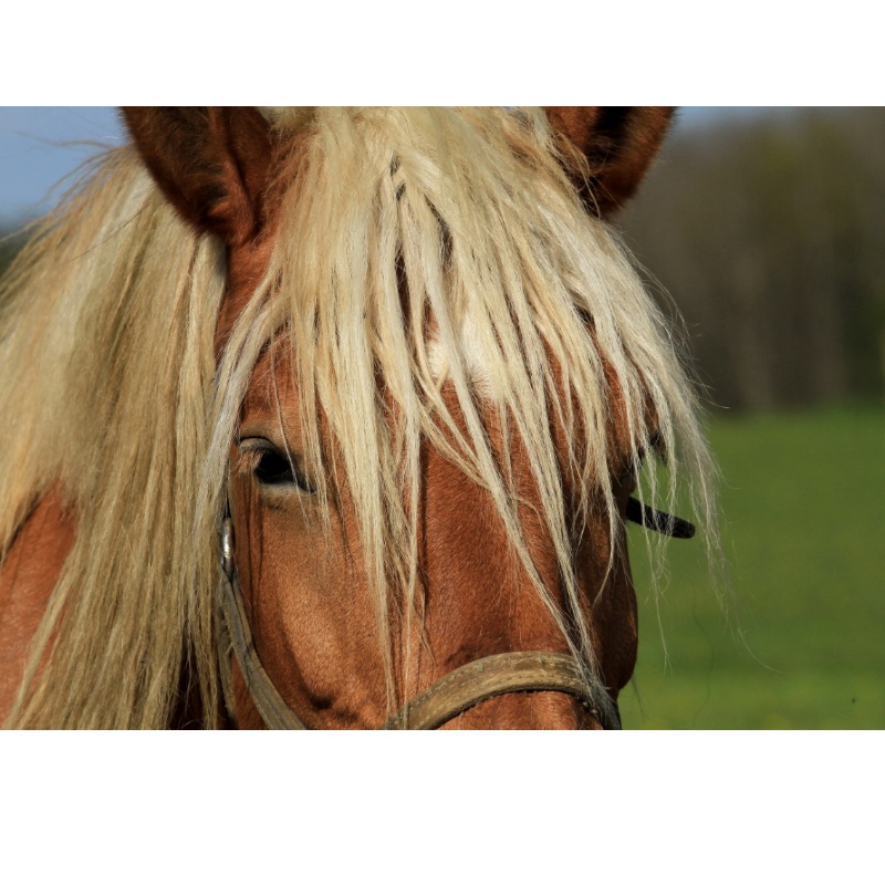 Le Cheval Comtois, La Forêt, La Fruitière