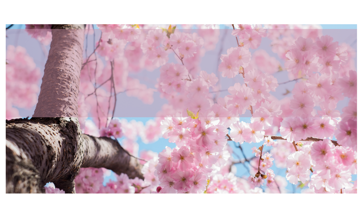 Samedi 04 avril  Fête du printemps