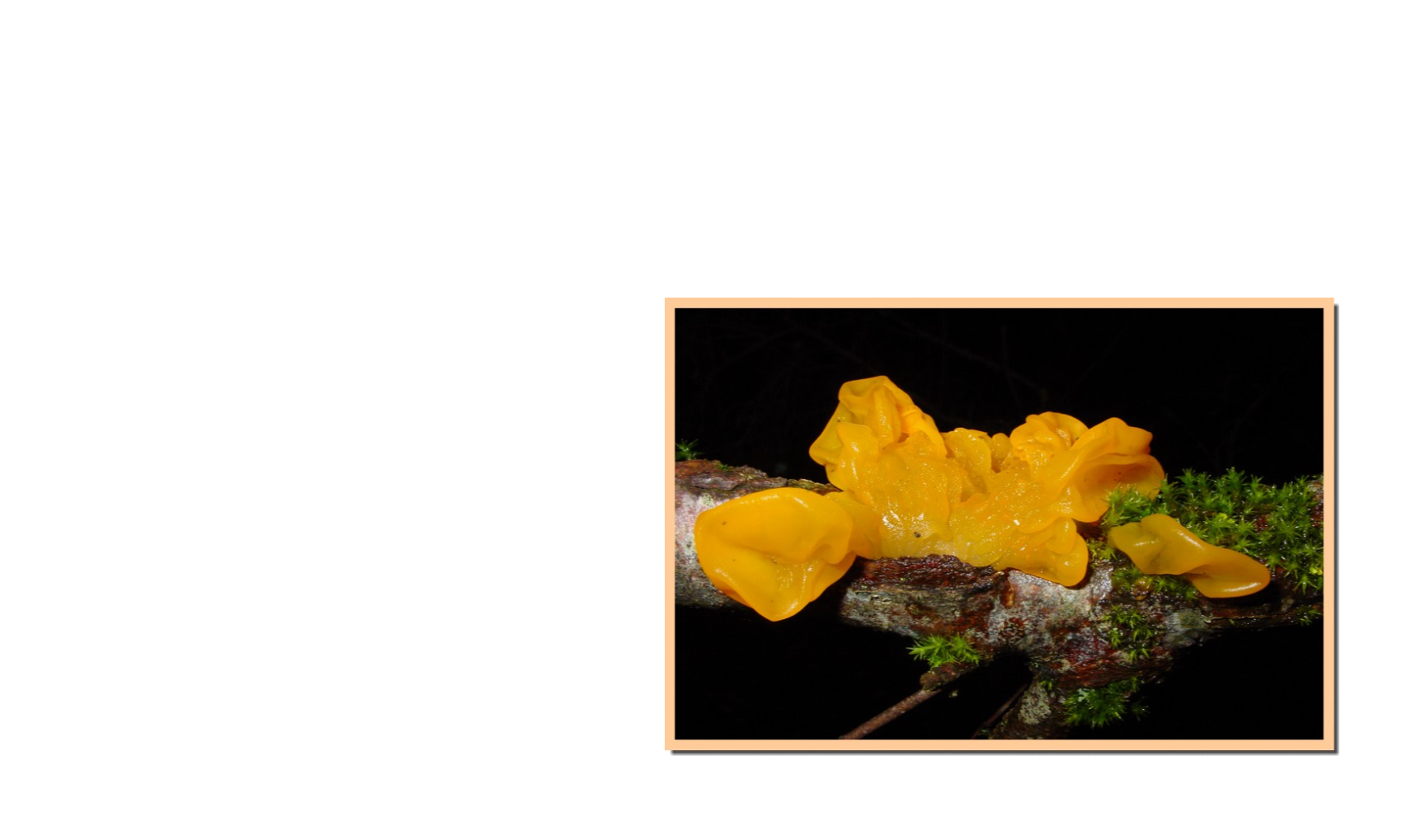 Le champignon du mois