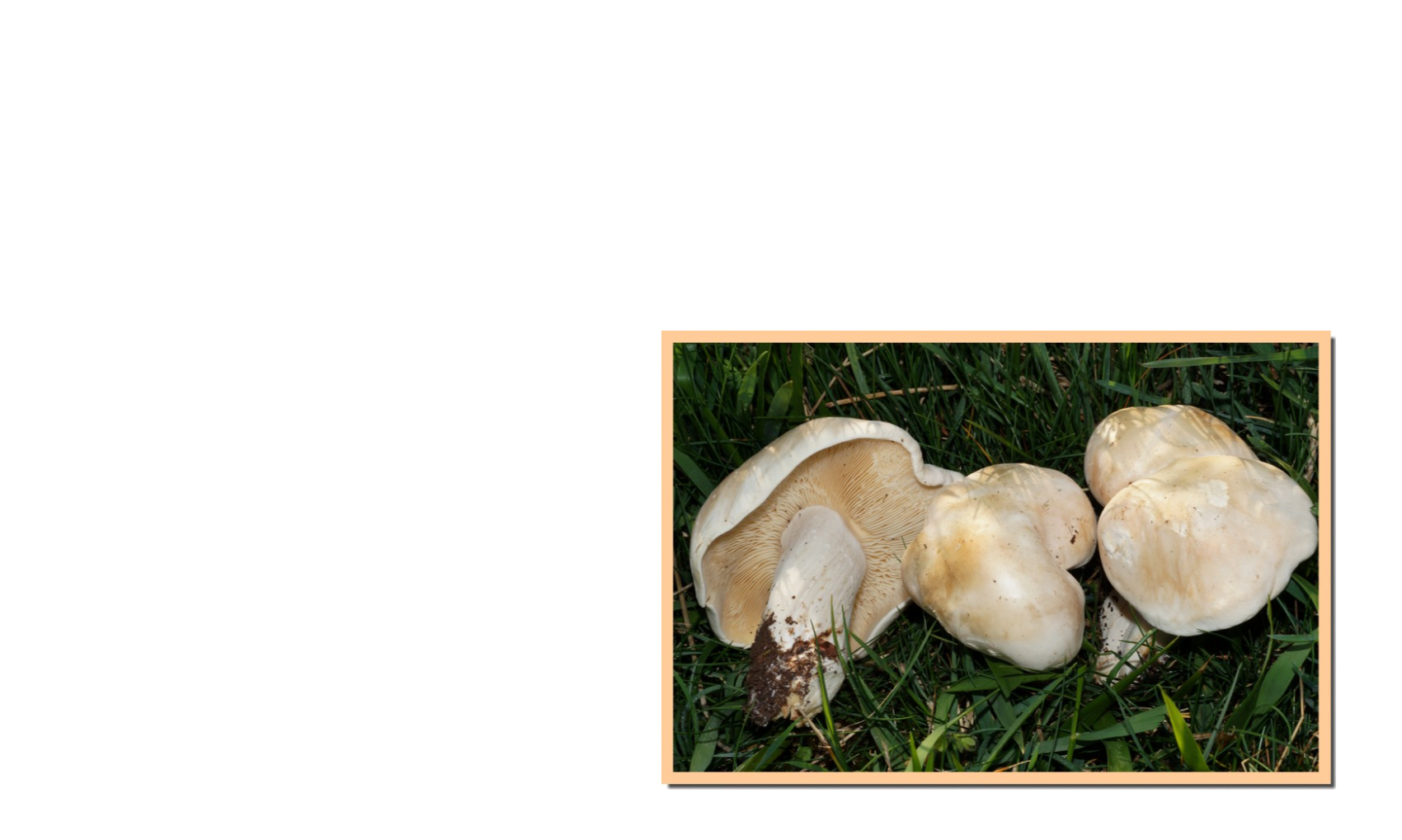 Les recettes de Daniel