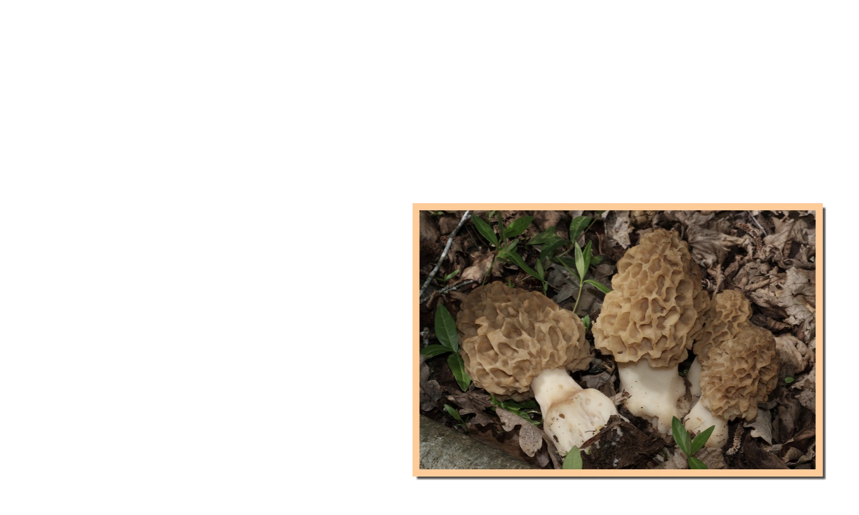 Le champignon du mois