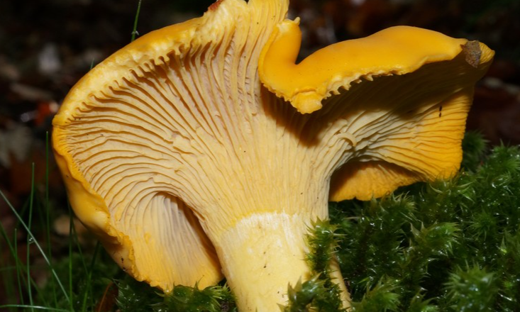 Le champignon du mois