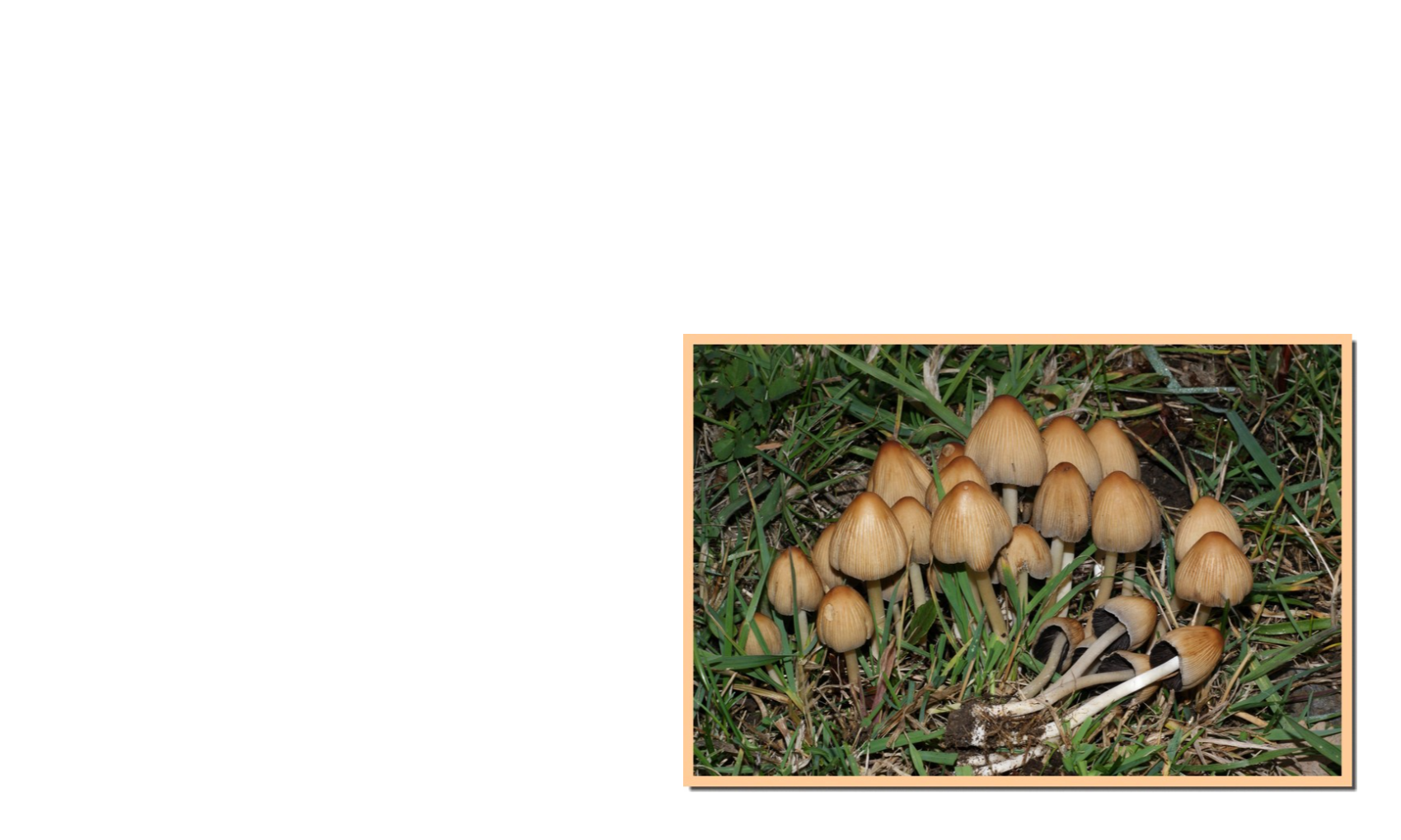 Le champignon du mois