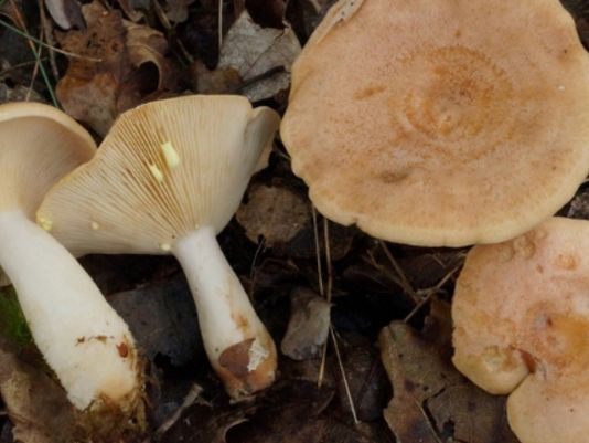 lactarius chrysorrheus3.jpg