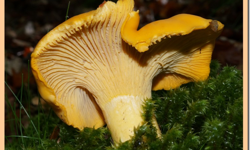 Le champignon du mois
