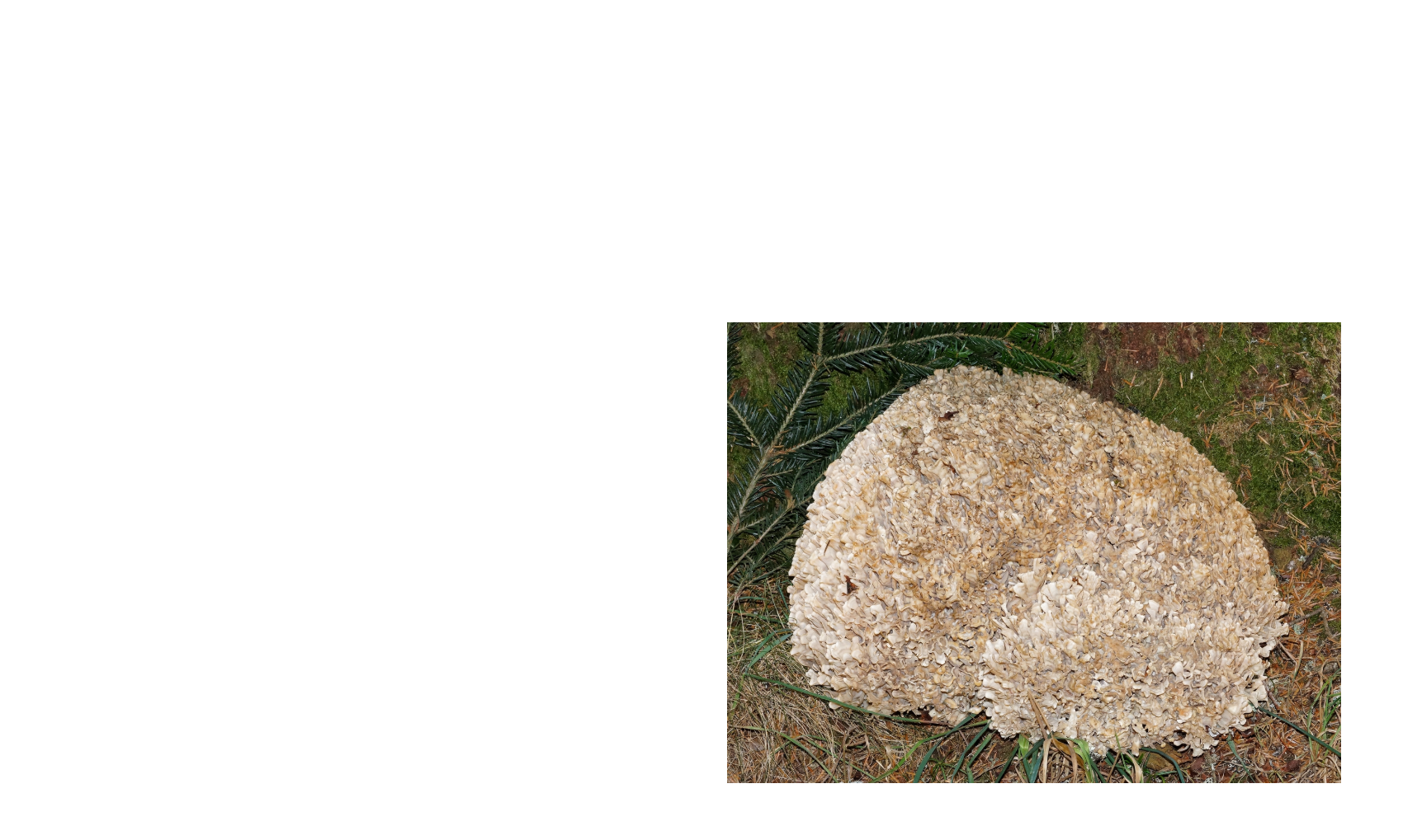 Les recettes de Daniel