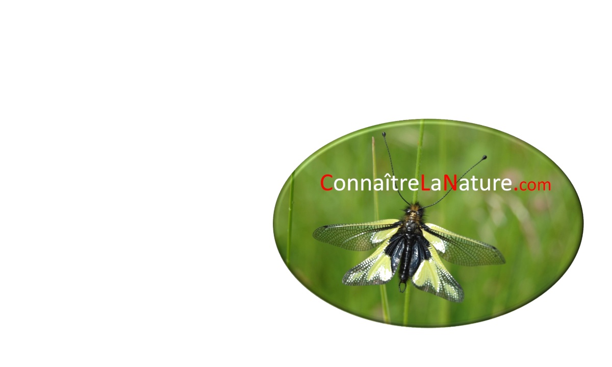 Groupe Mycologique de Cournon d'Auvergne