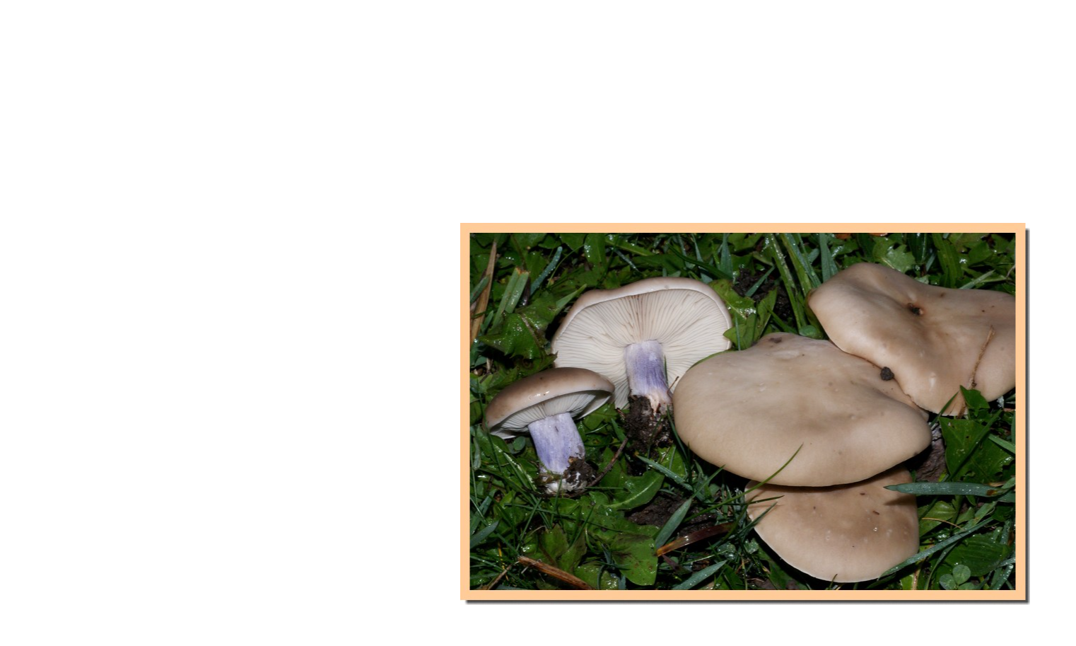 Les recettes de Daniel